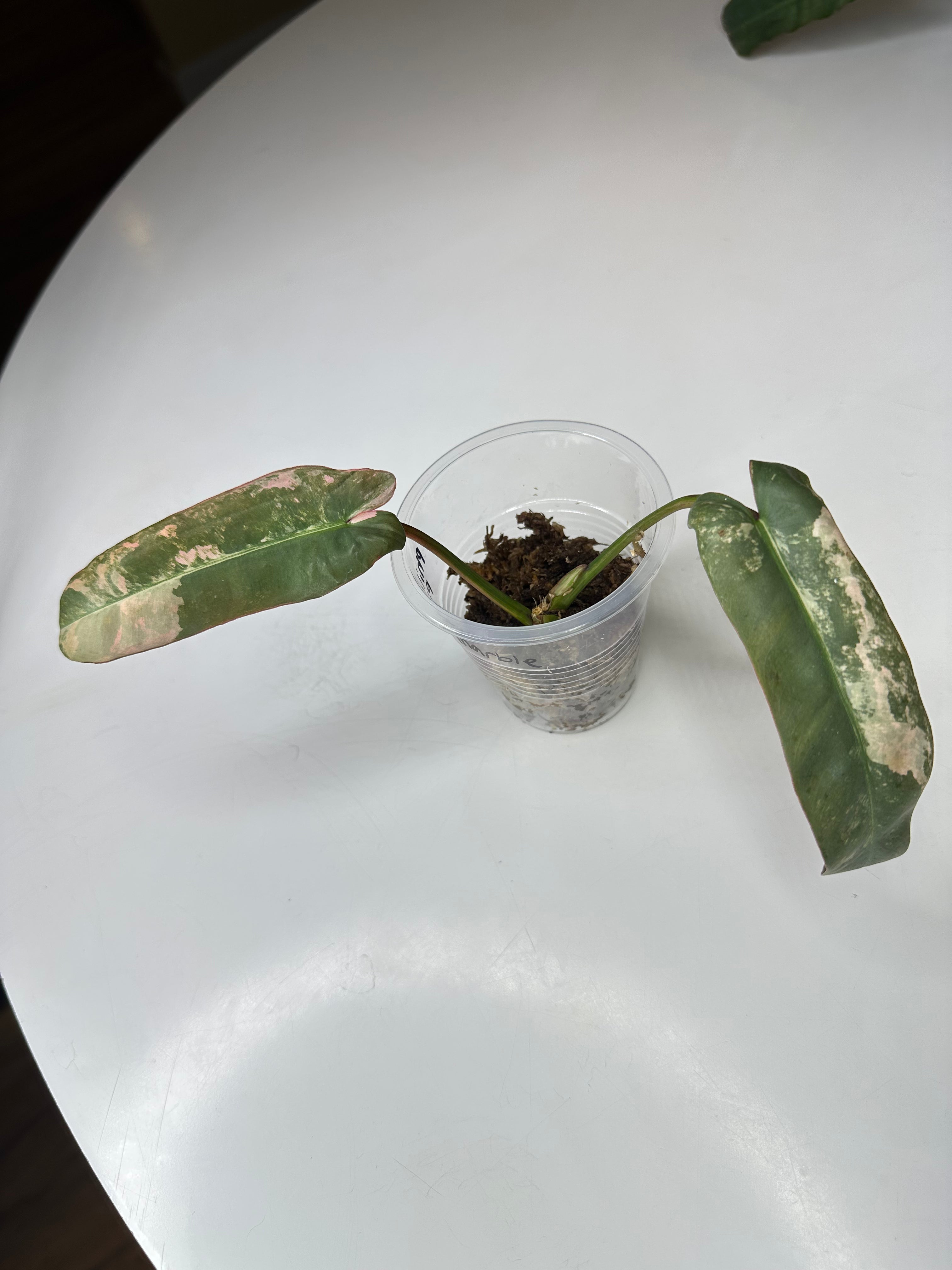 Philodendron Atabapoense Pink Marble Variegated - EXACT PLANT