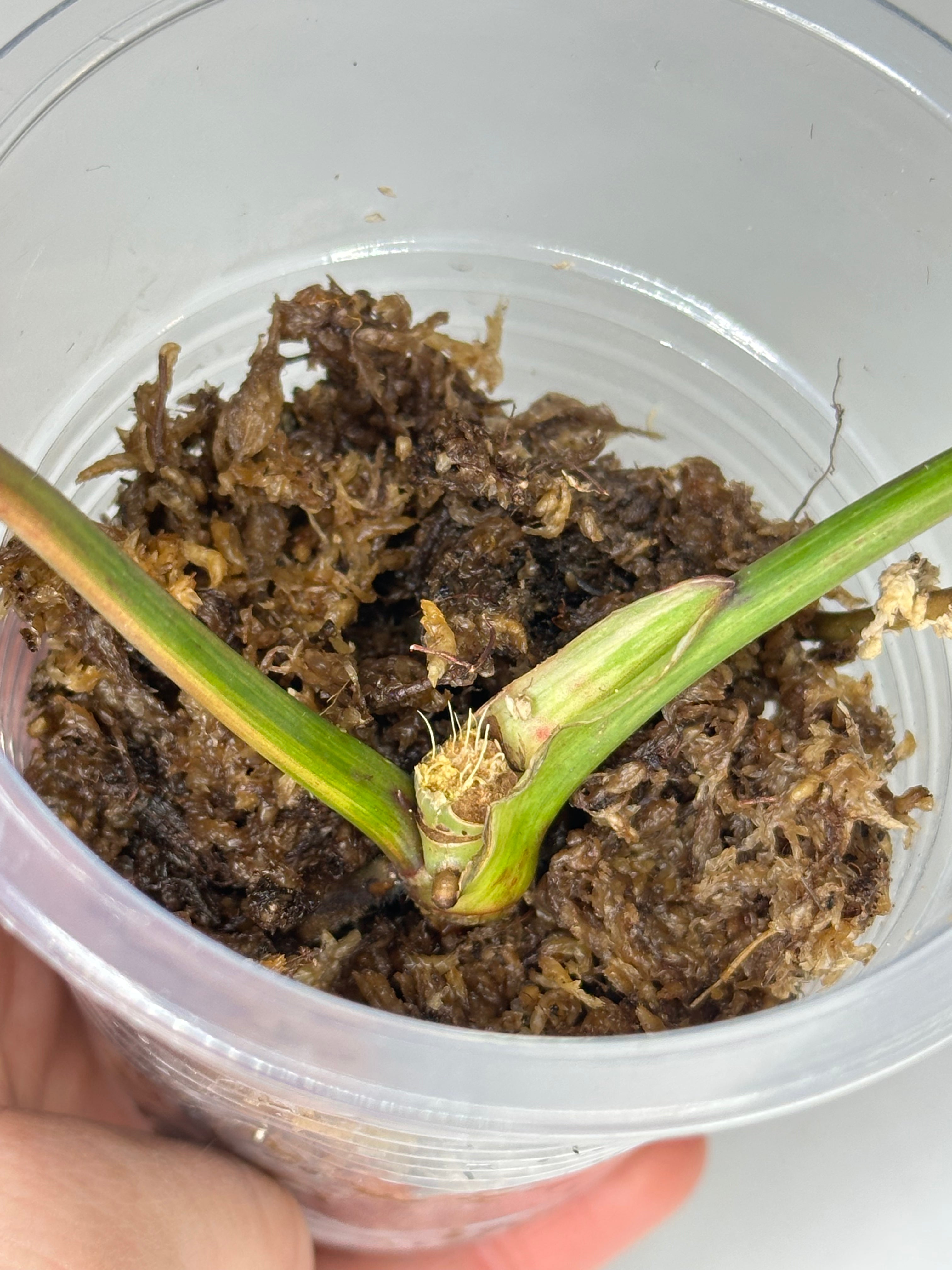 Philodendron Atabapoense Pink Marble Variegated - EXACT PLANT