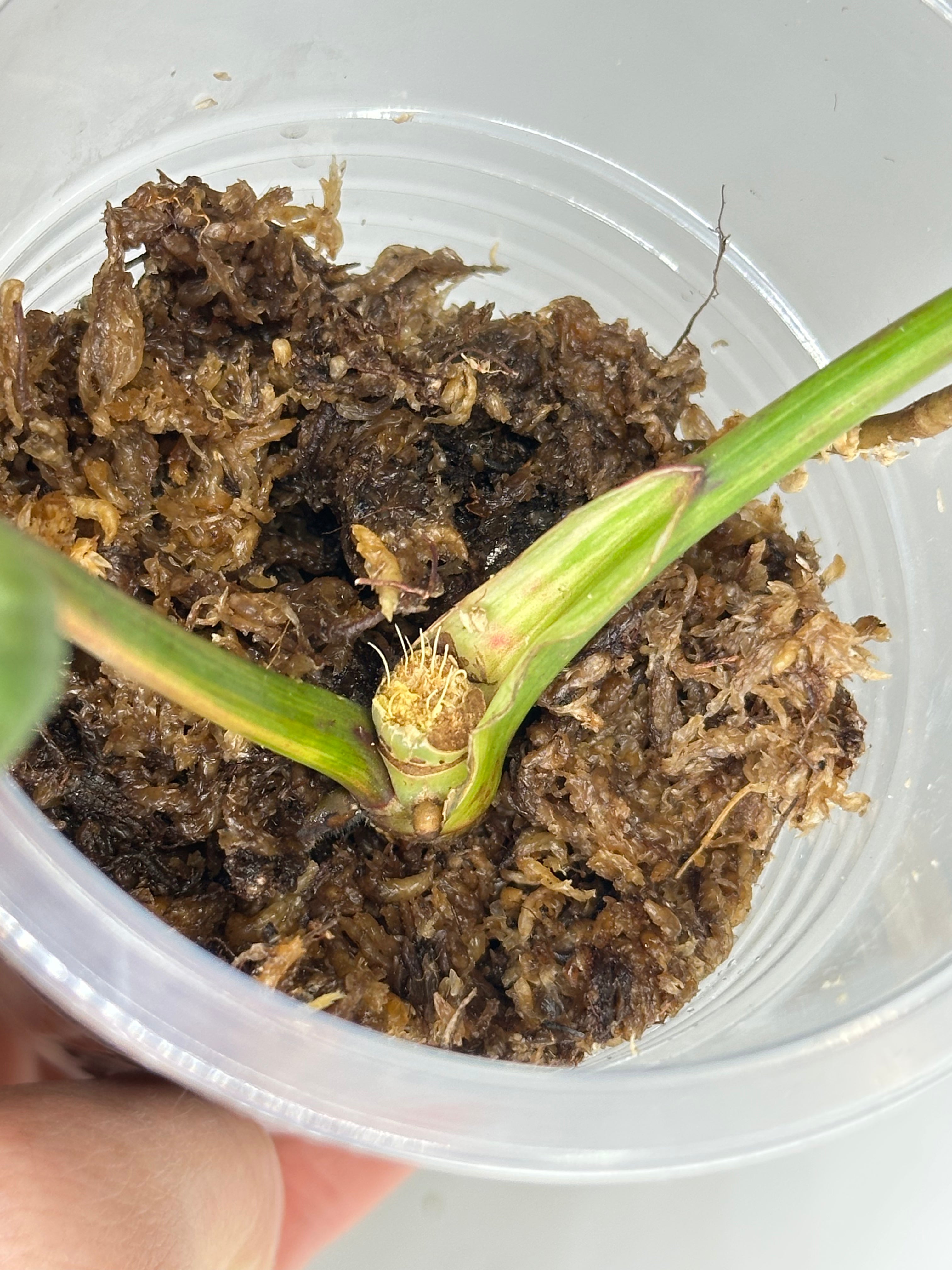 Philodendron Atabapoense Pink Marble Variegated - EXACT PLANT