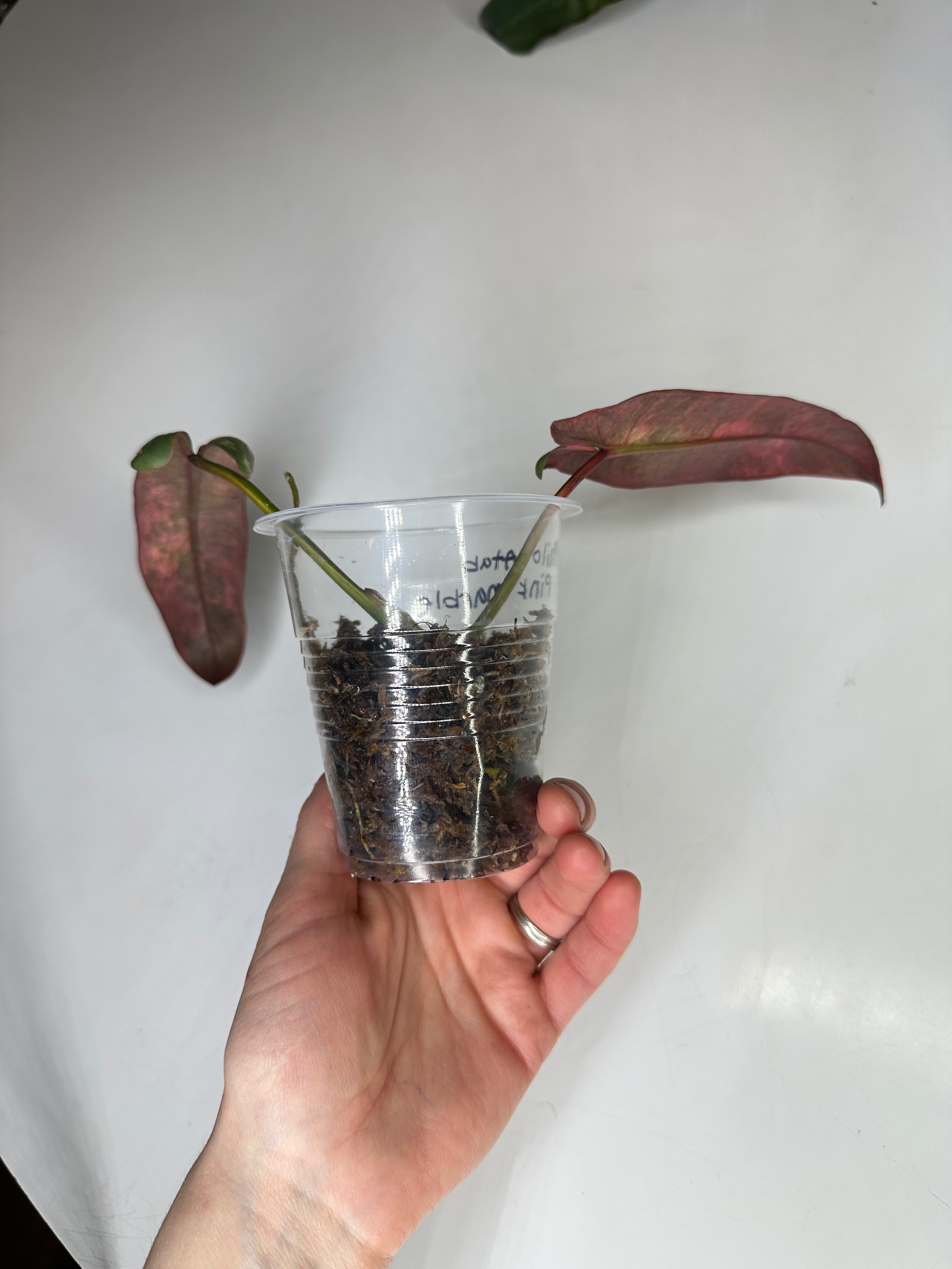 Philodendron Atabapoense Pink Marble Variegated - EXACT PLANT