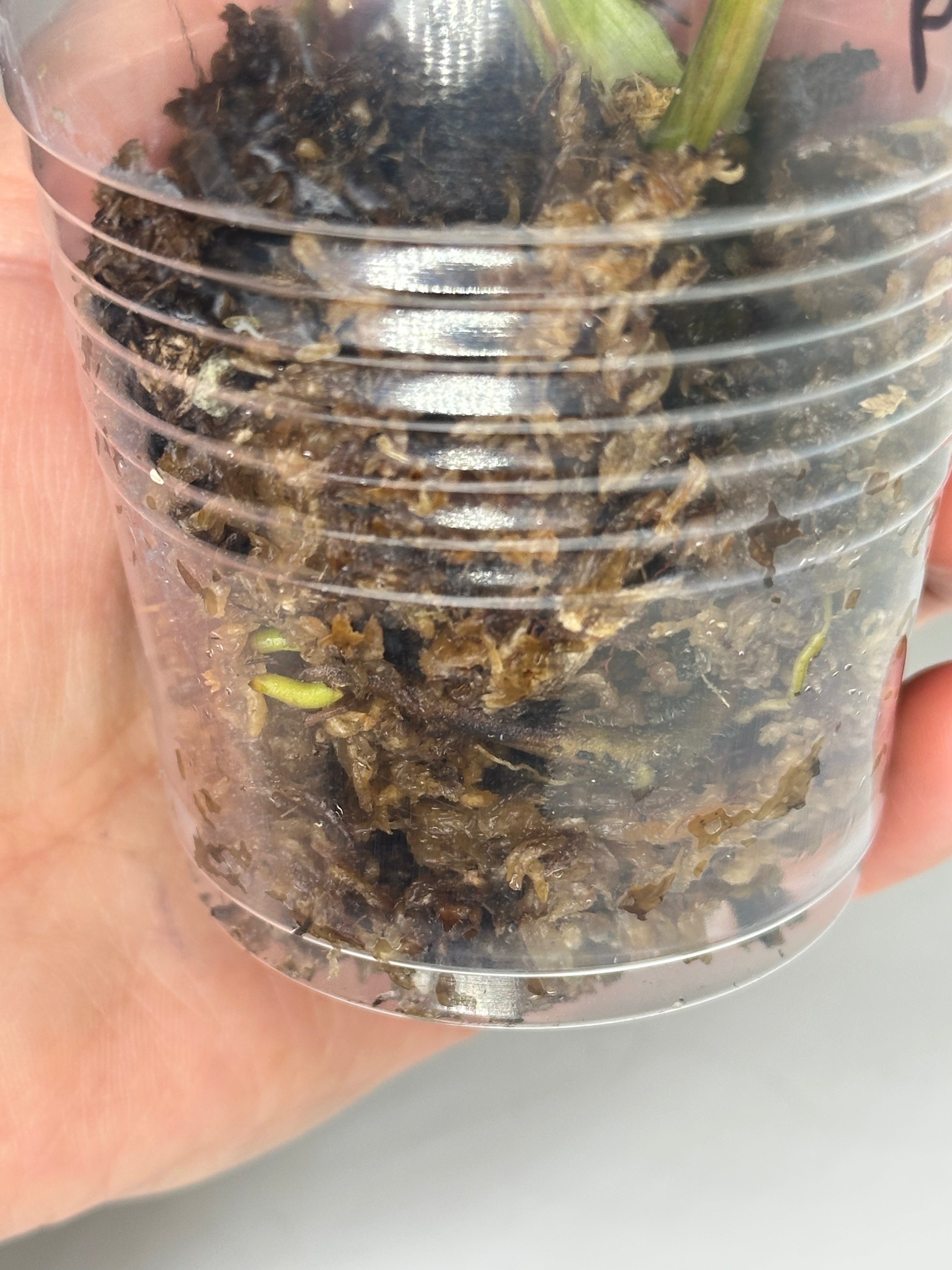 Philodendron Atabapoense Pink Marble Variegated - EXACT PLANT