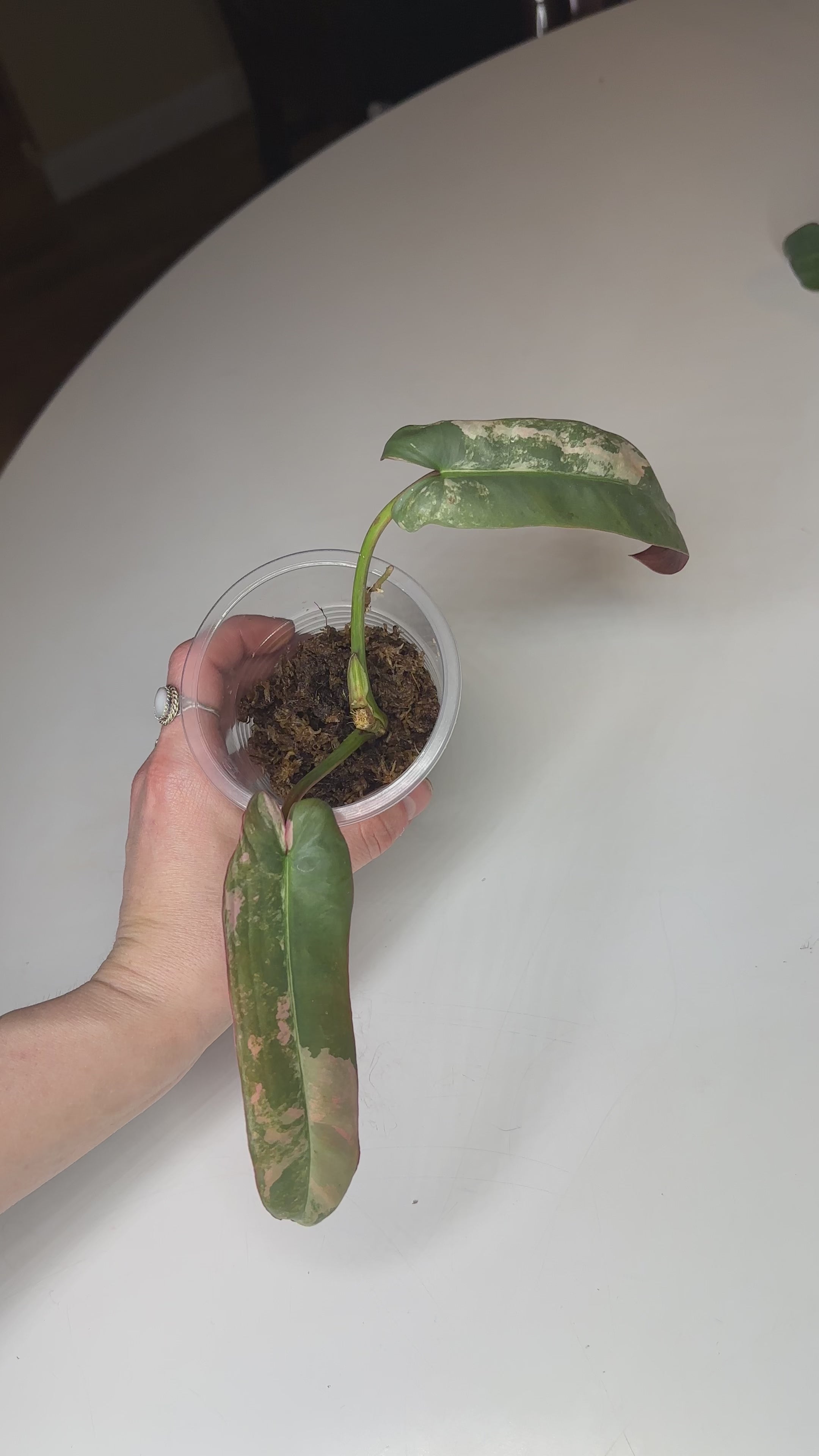 Philodendron Atabapoense Pink Marble Variegated - EXACT PLANT